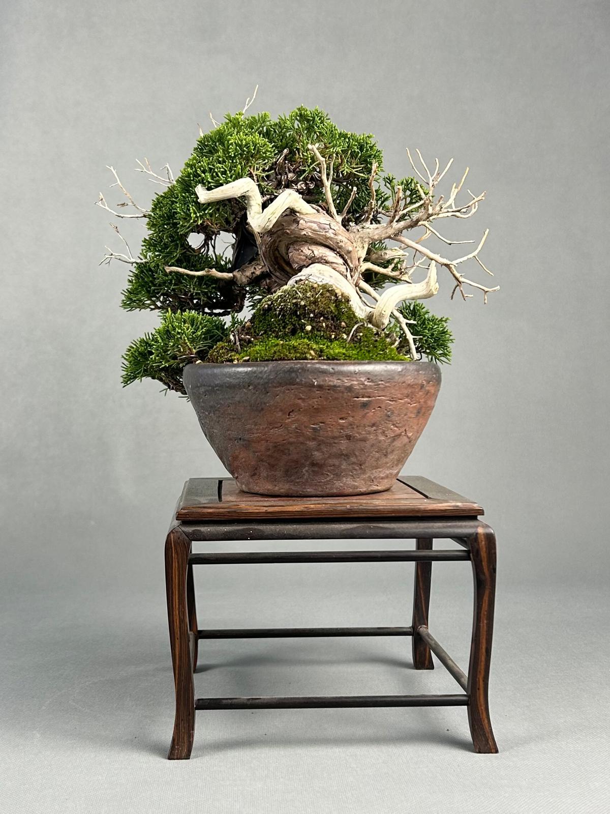 JUNIPERO CHINENSIS ITOIGAWA - Image 3